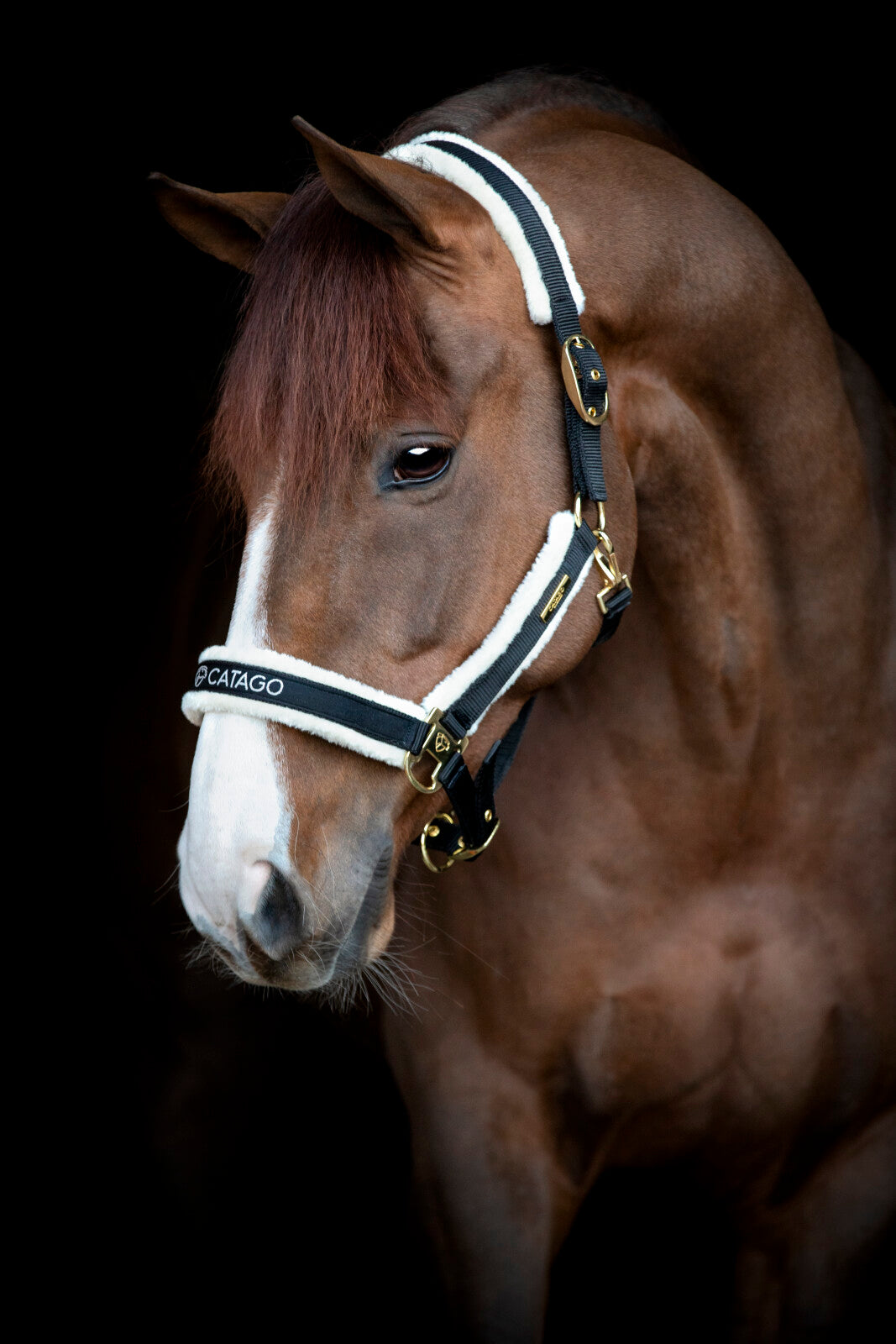 CATAGO Bea Halfter