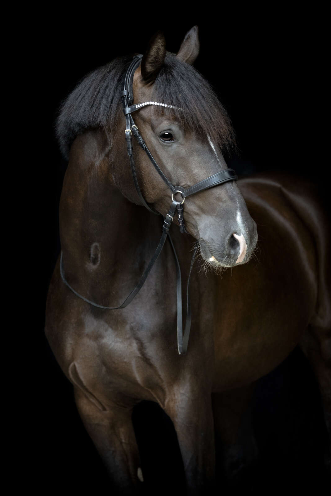 Catago Gentle nose strap