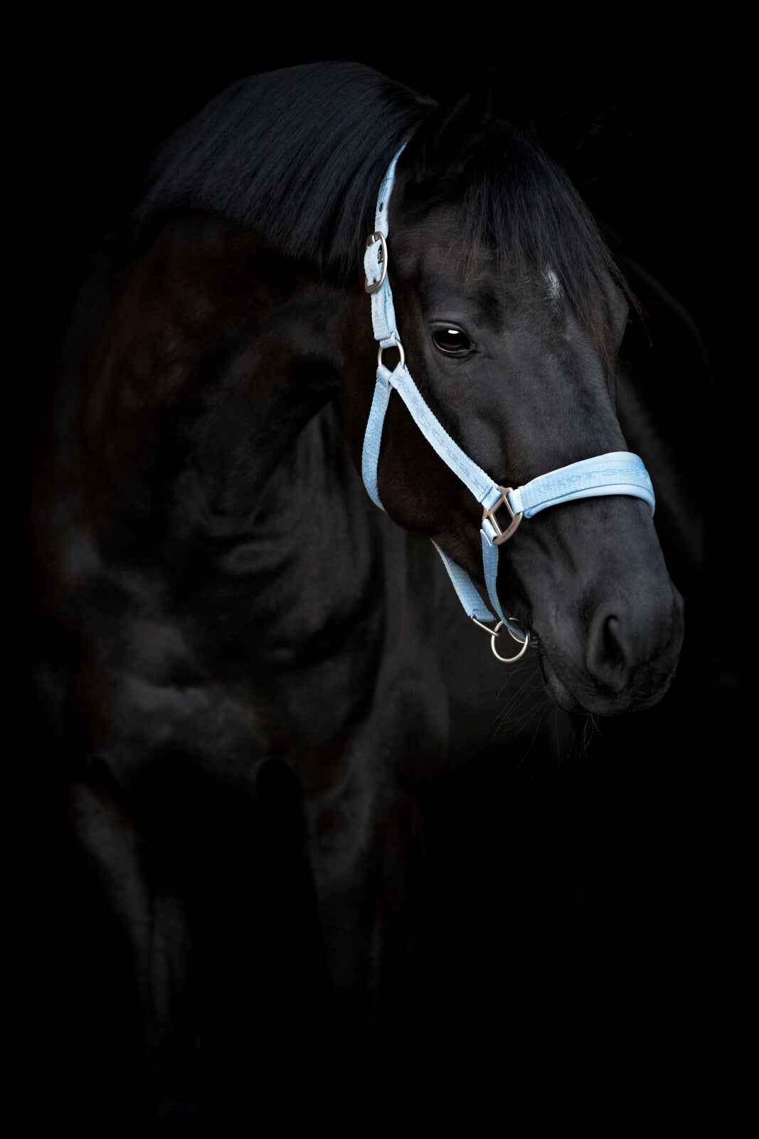 Horse Guard Diya 2.0 grimma