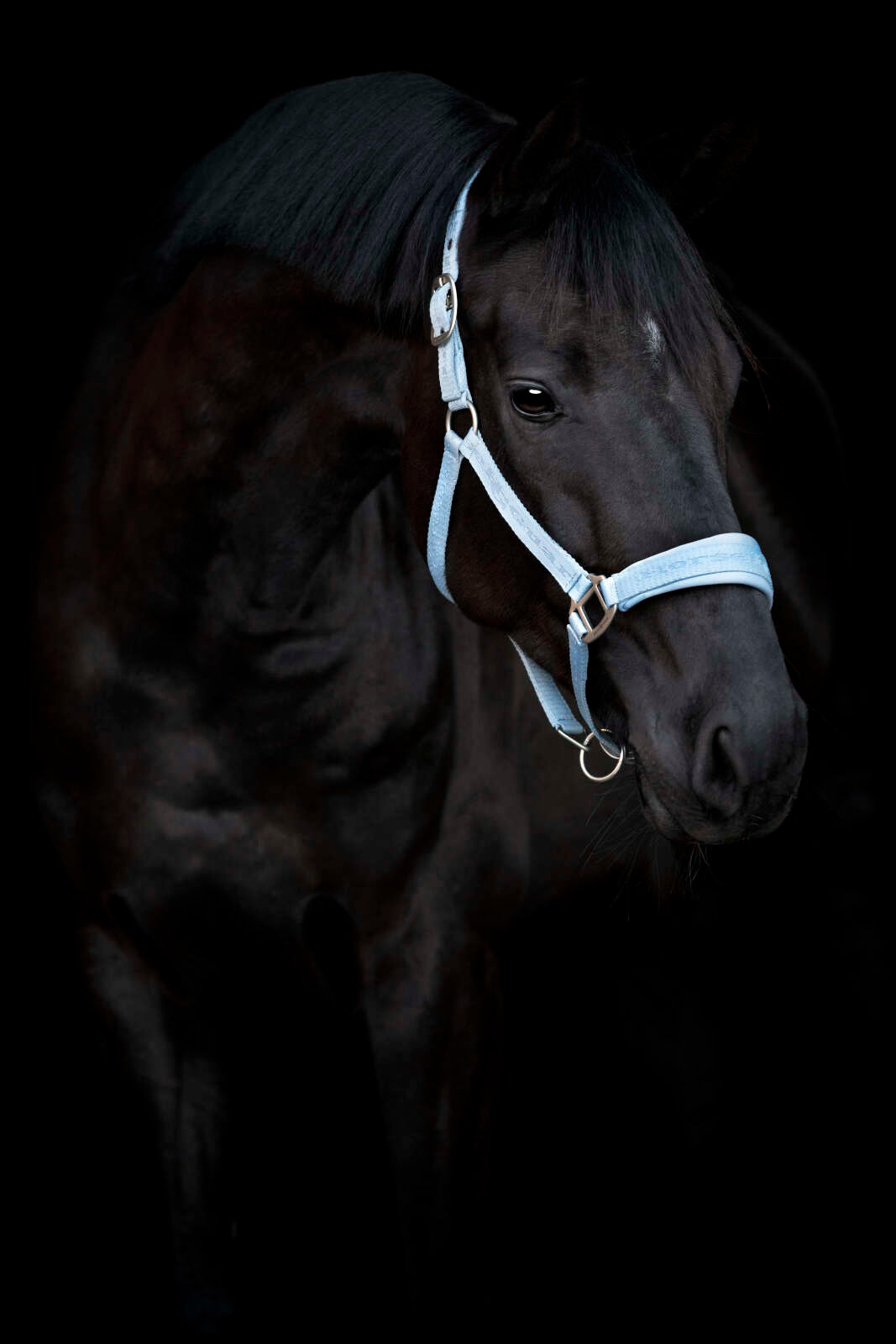 HorseGuard Diya 2.0 Halter
