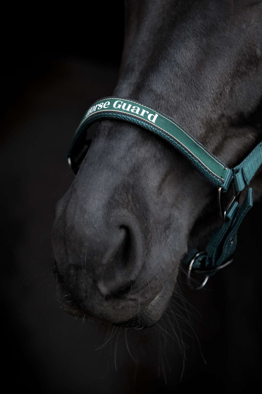 Horse Guard Sandra grime