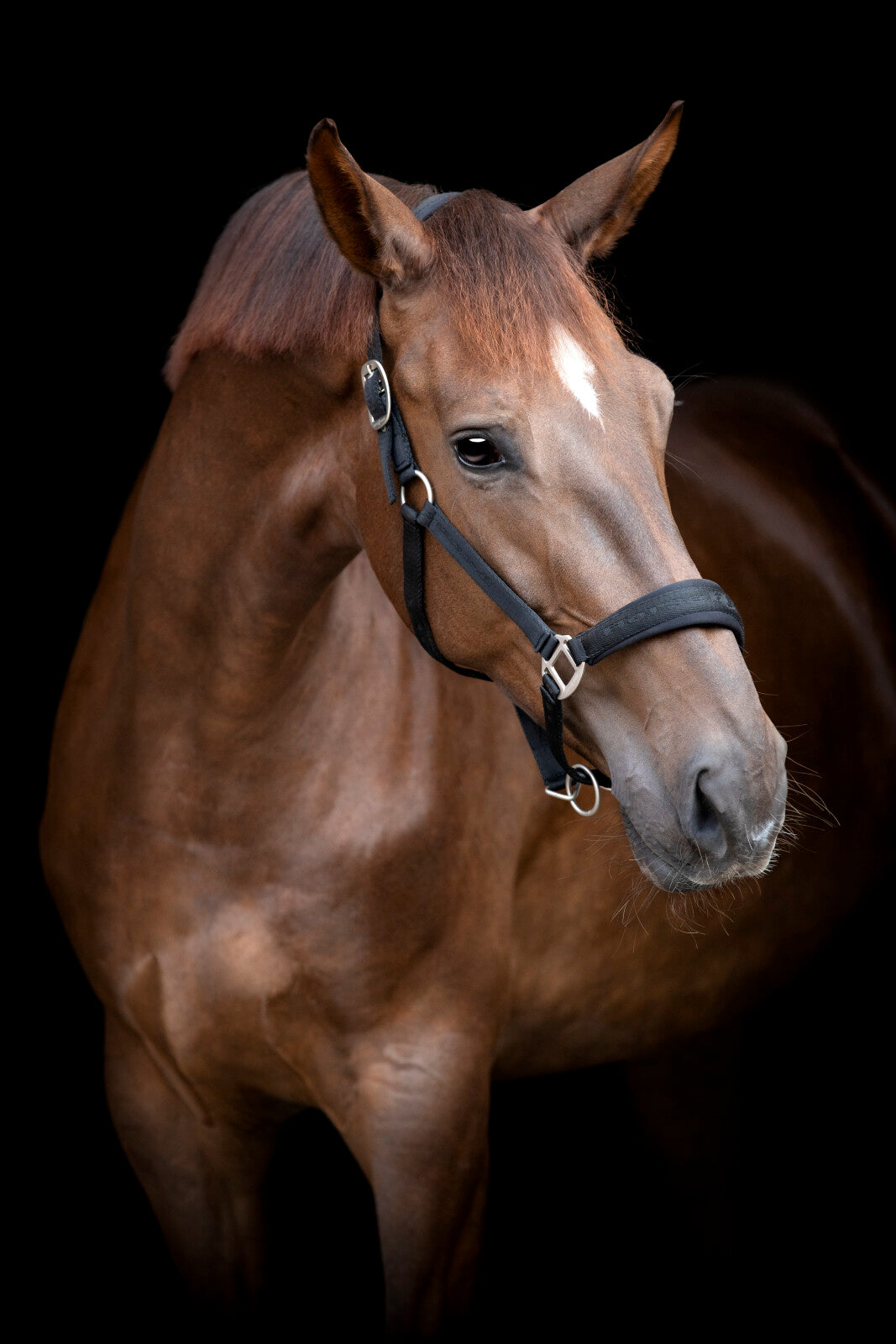 HorseGuard Diya halfter 2.0