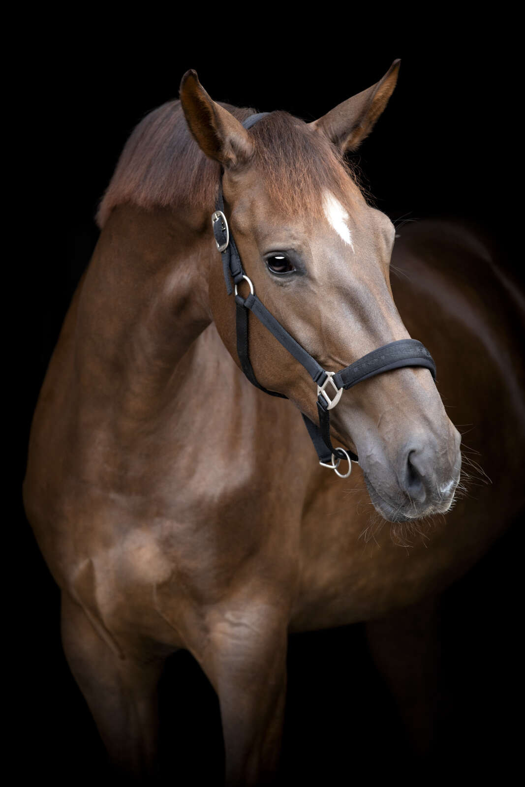 Horse Guard Diya grimma 2.0