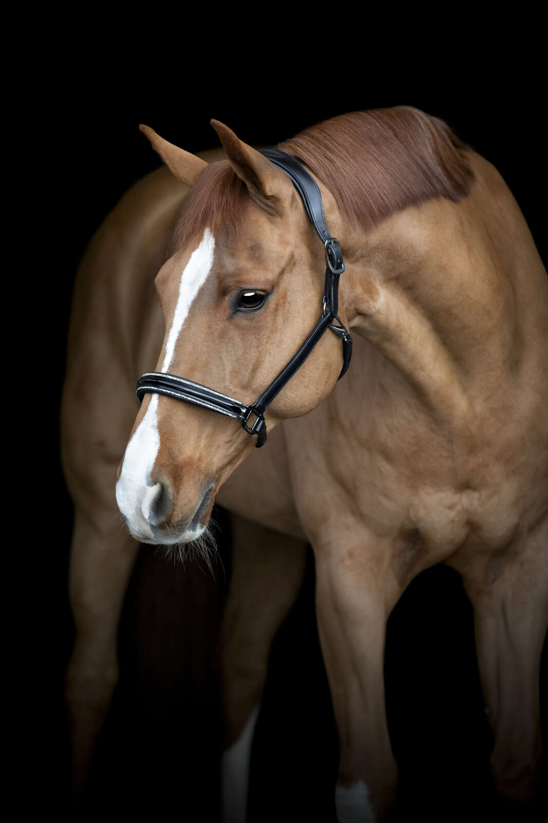 CATAGO Novi 24.2 grime