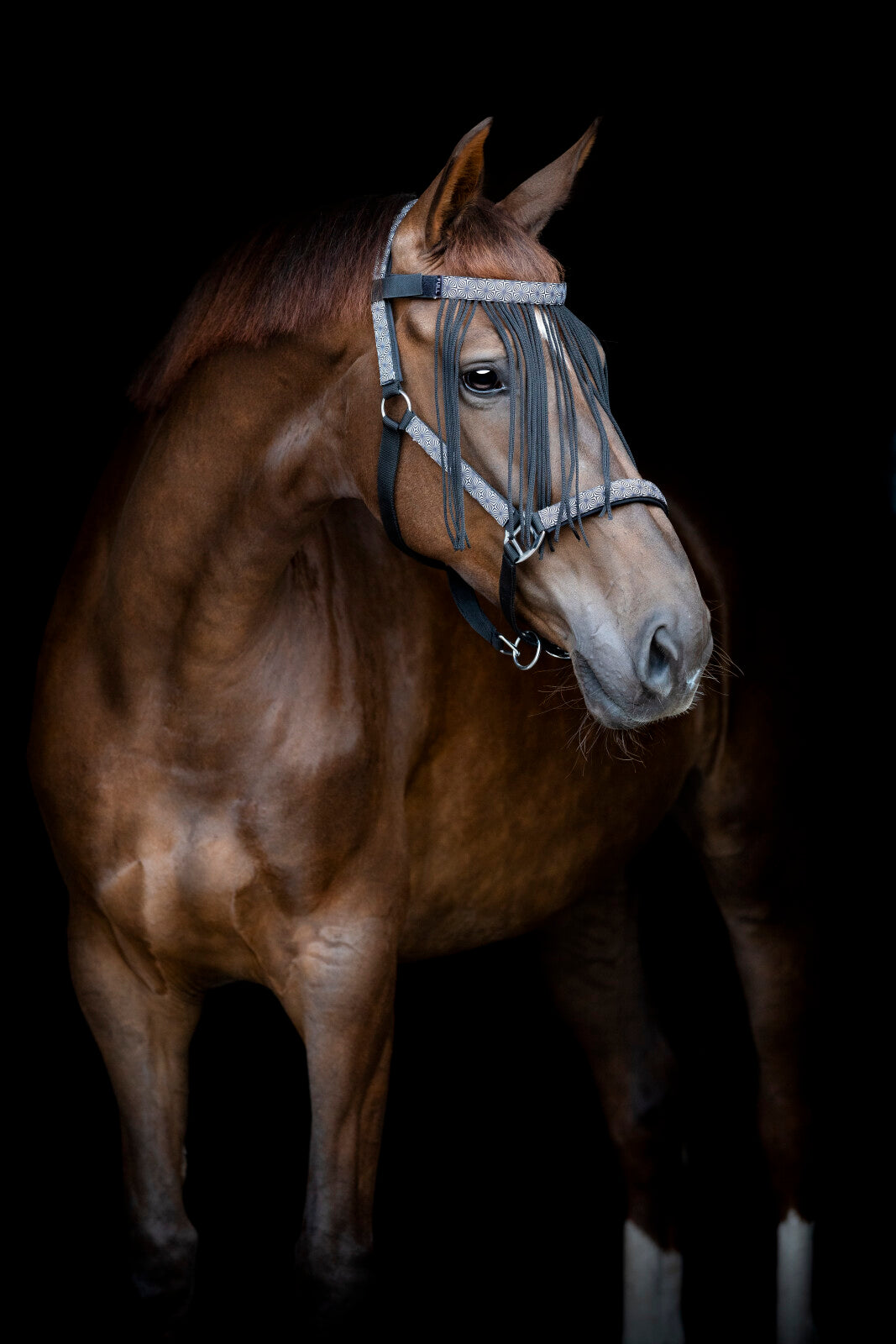 HorseGuard Madison halter