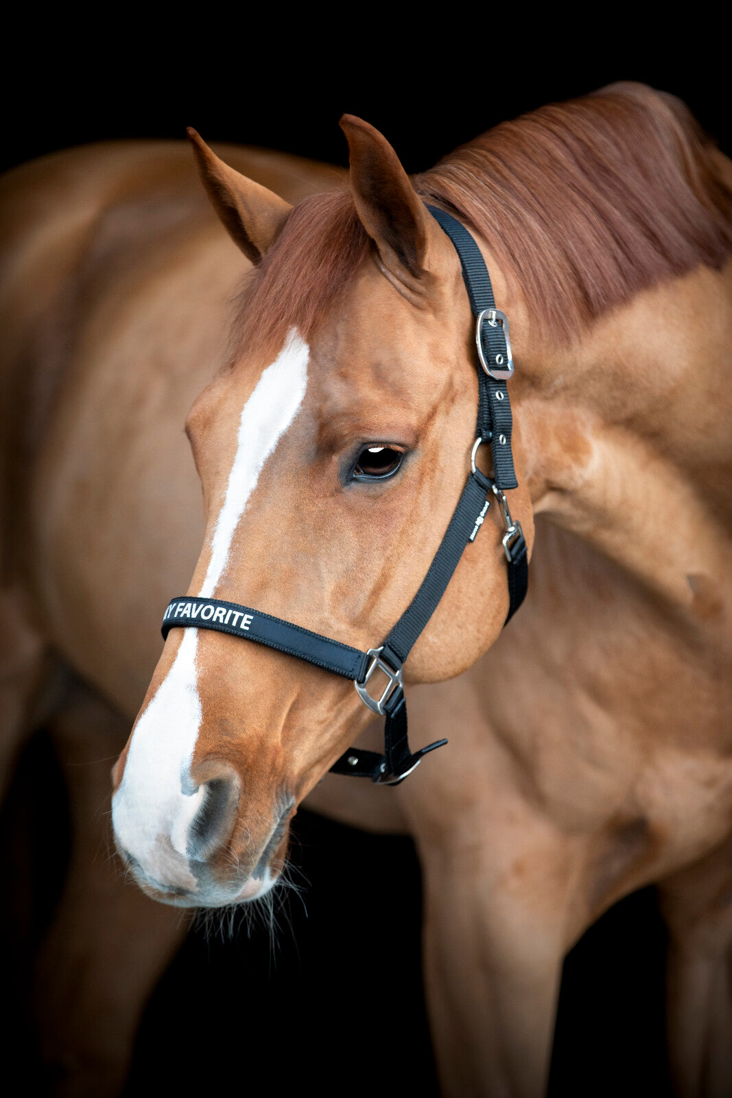 Horse Guard Malva halter "My Favorite"