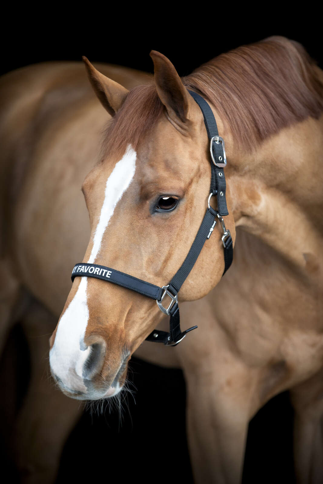 Horse Guard Malva grime "My Favorite"