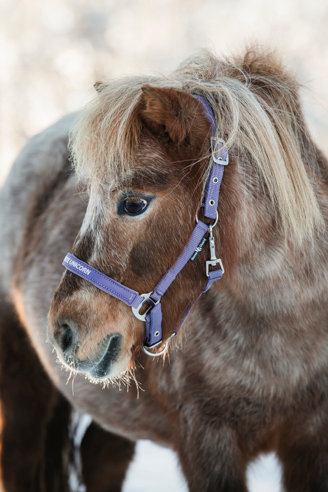 Horse Guard Malva halter "My Favorite Unicorn"