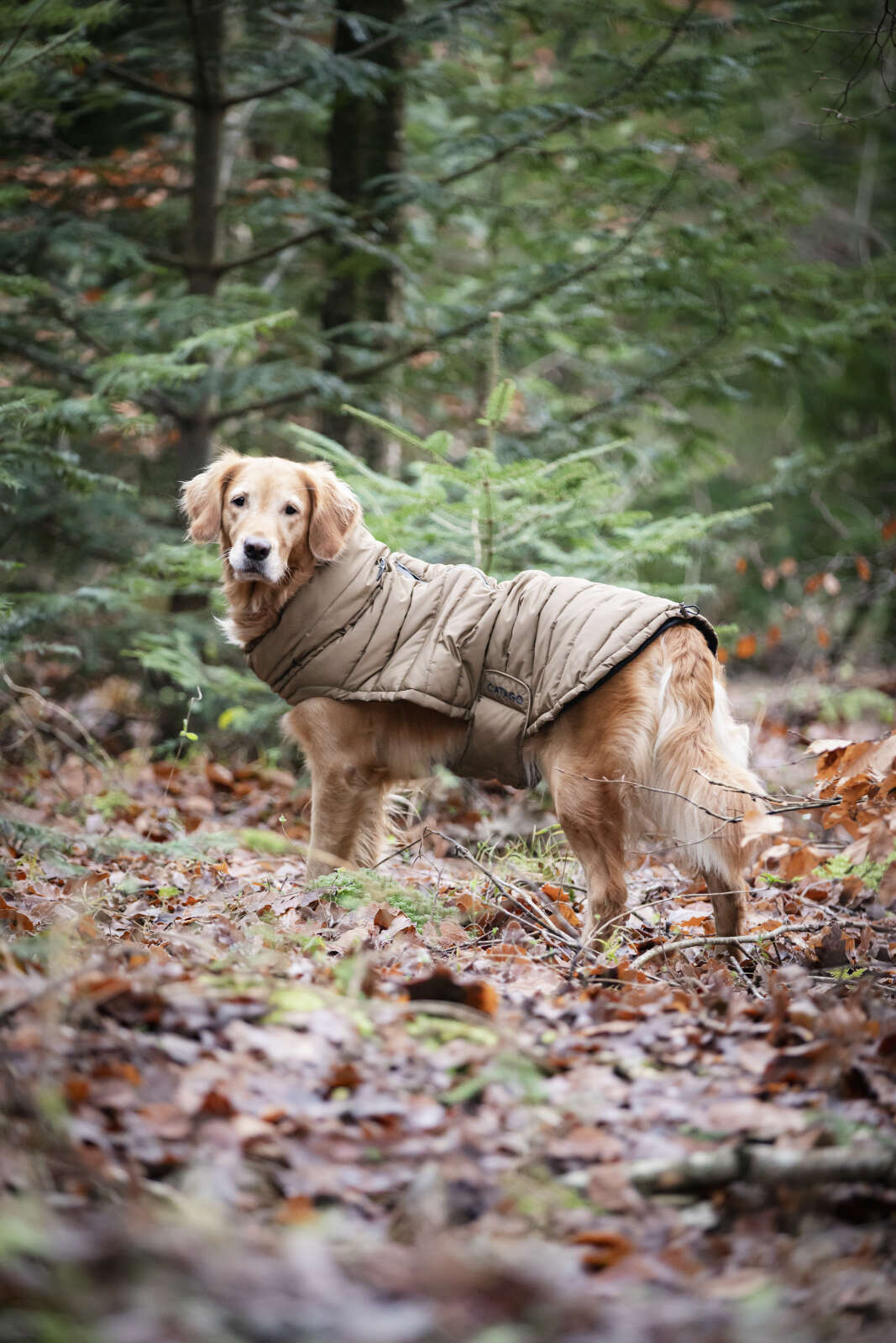CATAGO FIR-Tech puffer dog rug