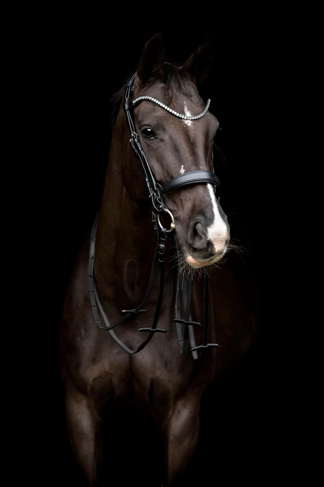Catago Gentle noseband with connection rings