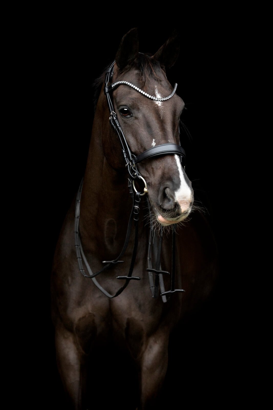 CATAGO Gentle noseband with connection rings - Unamari