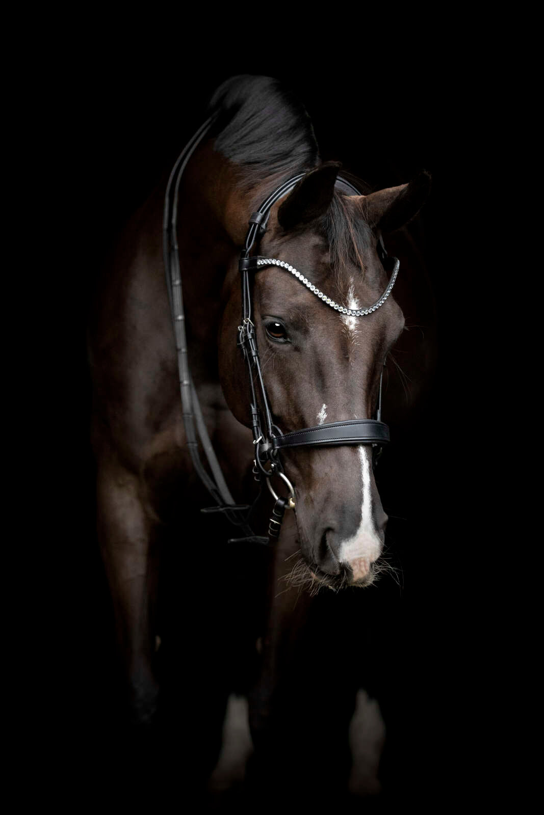 Catago Gentle browband
