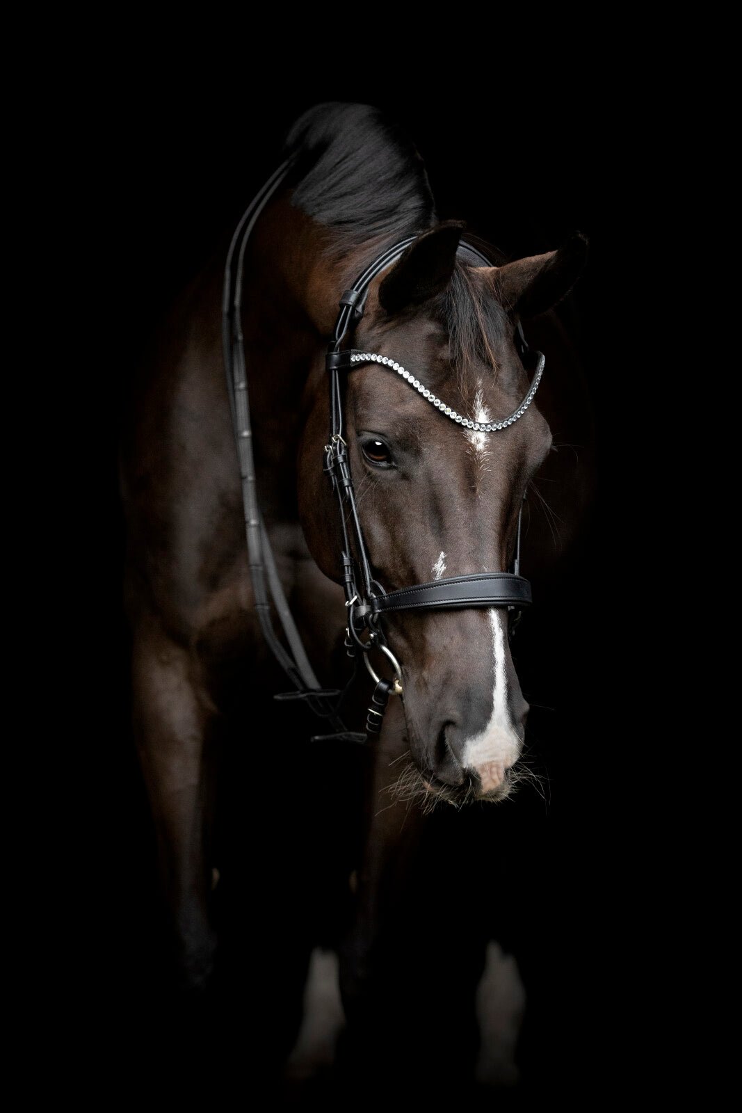 CATAGO Gentle noseband with connection rings - Unamari