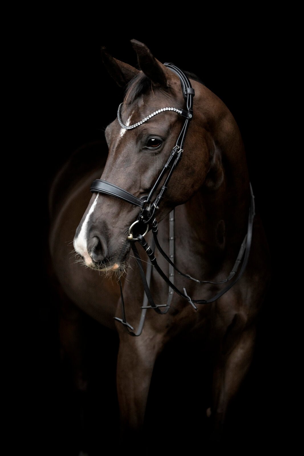 CATAGO Gentle noseband with connection rings - Unamari