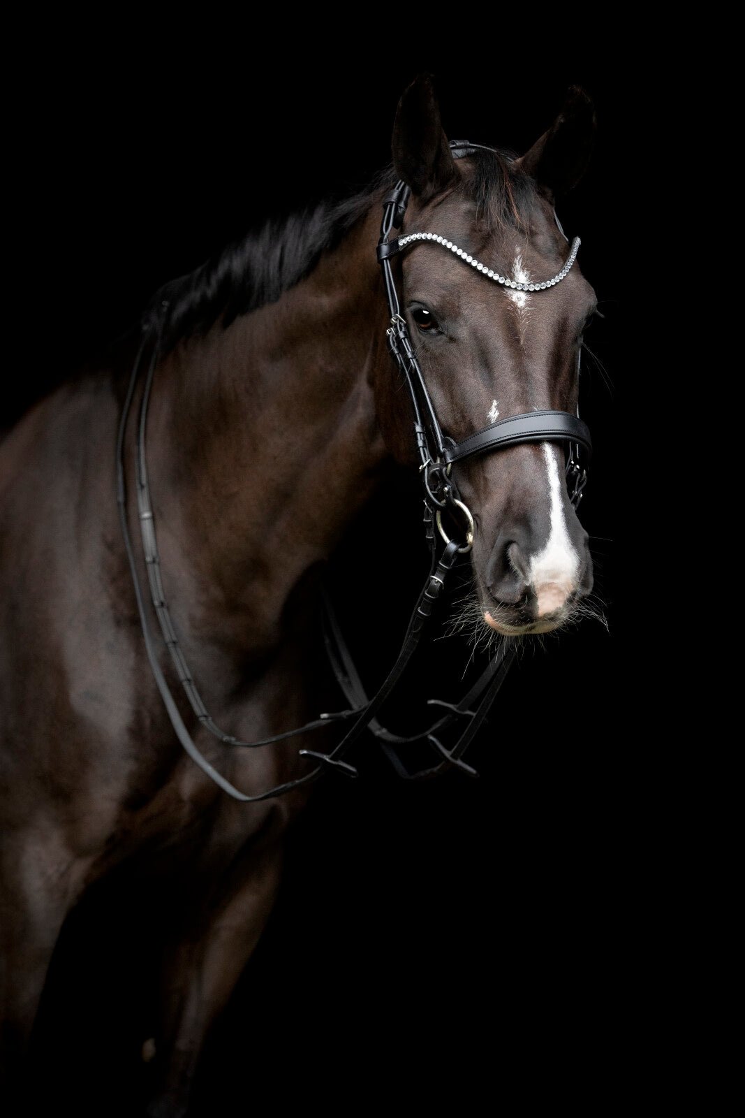 CATAGO Gentle noseband with connection rings - Unamari
