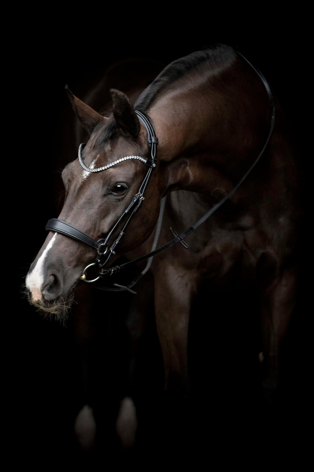 Catago Gentle noseband with connection rings