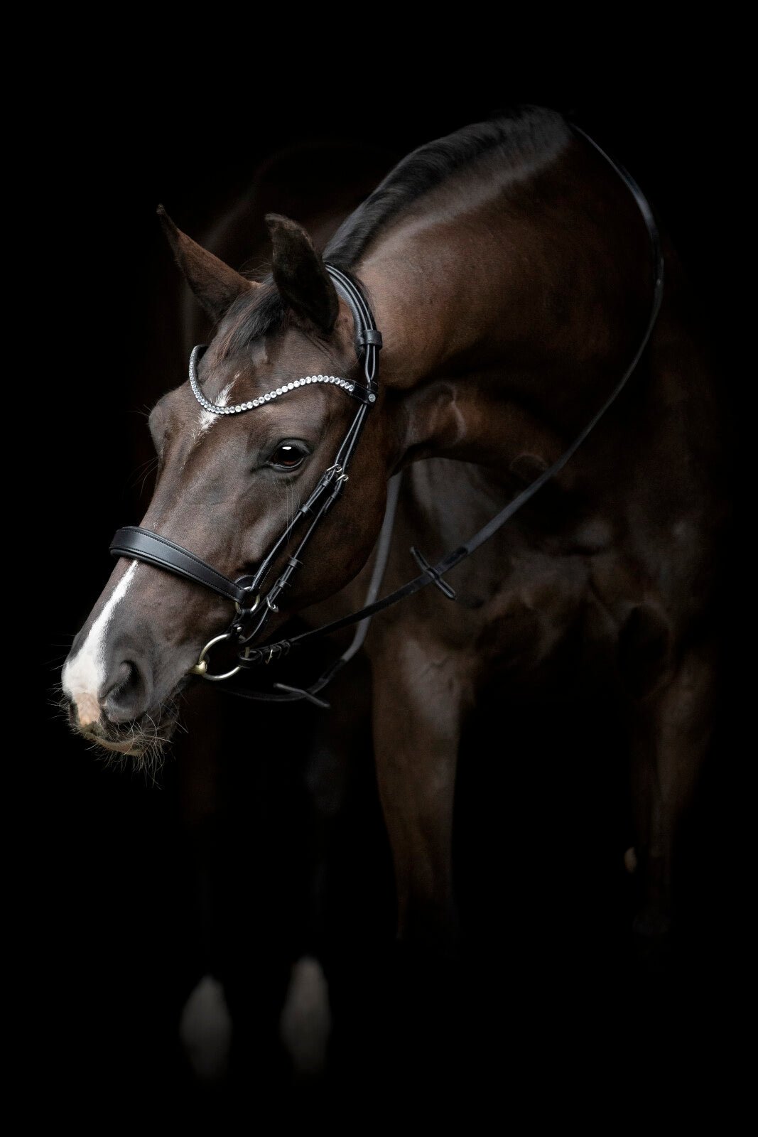 CATAGO Gentle noseband with connection rings - Unamari