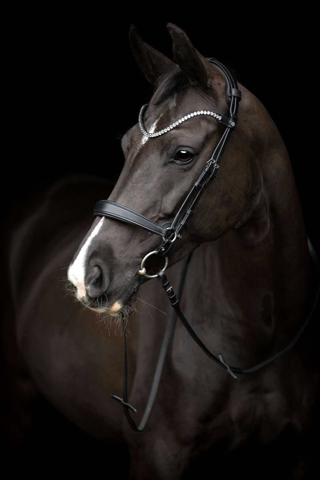 Catago Gentle noseband with connection rings