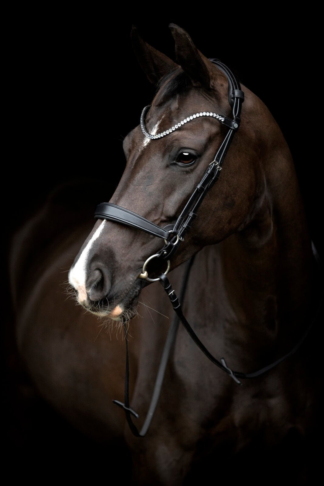 CATAGO Gentle noseband with connection rings - Unamari