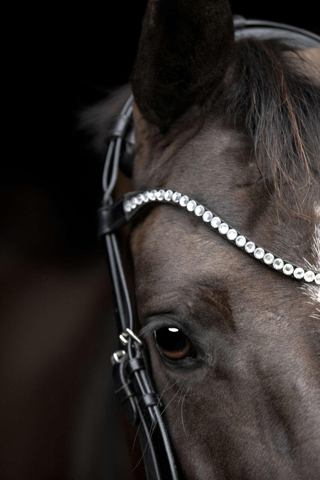 Catago Gentle browband