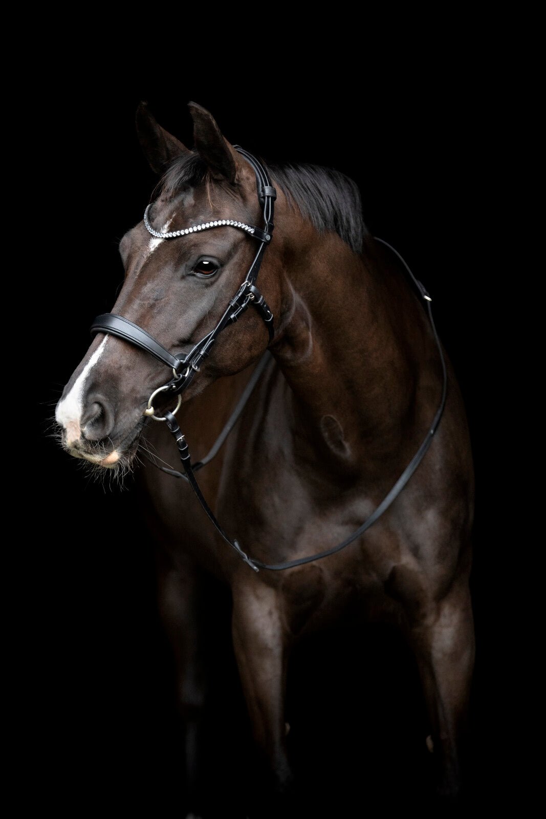 CATAGO Gentle throat latch - Unamari