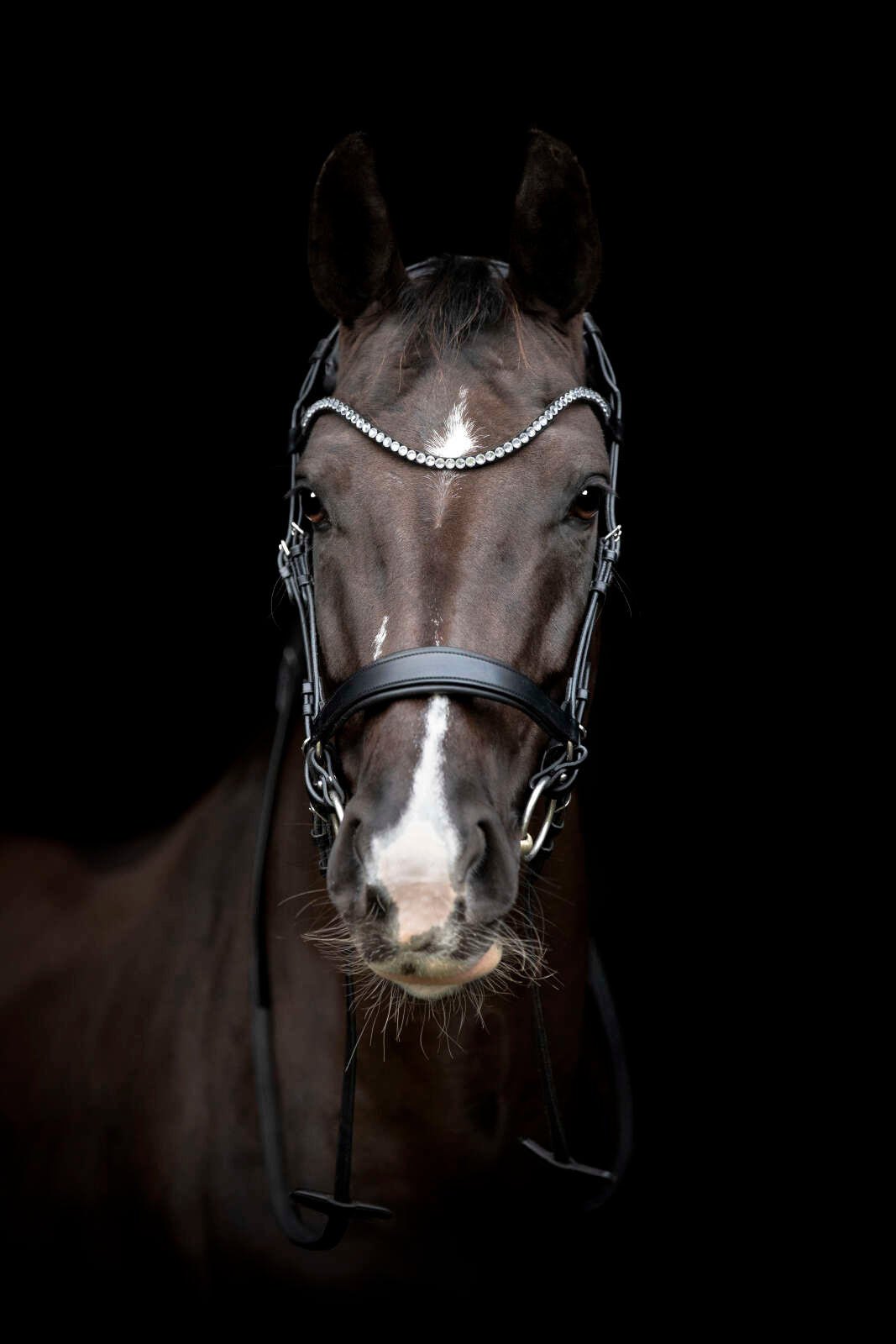 Catago Gentle browband