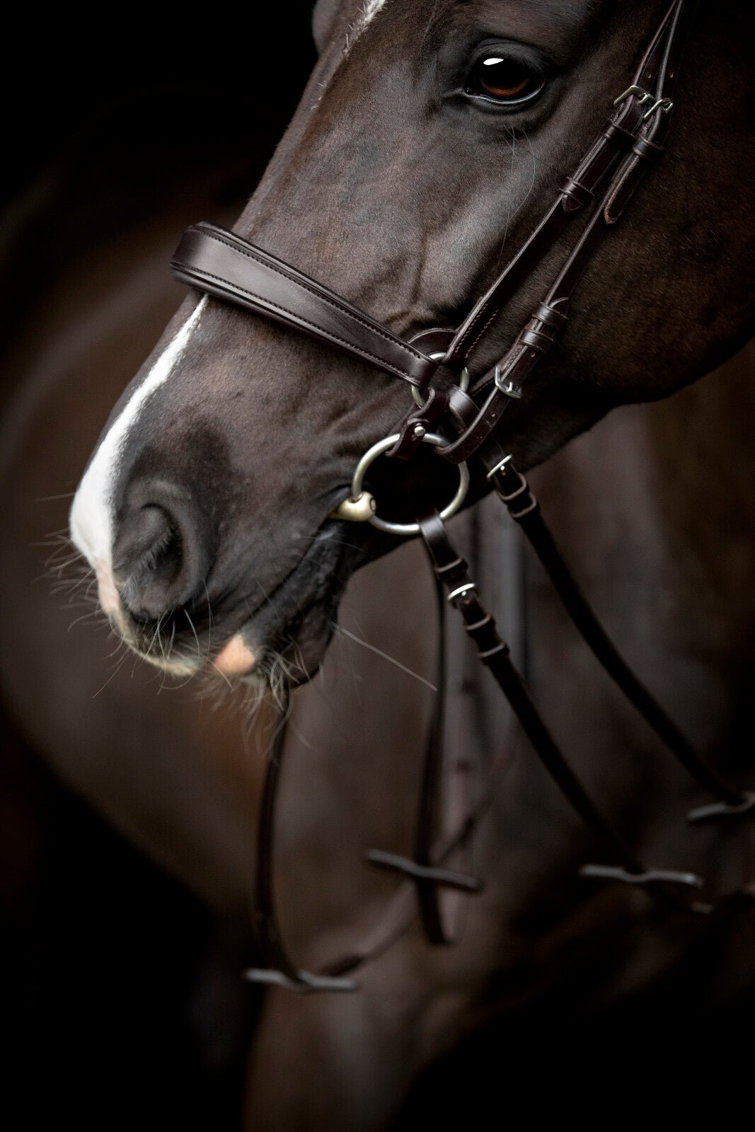 CATAGO Gentle noseband with connection rings - Unamari