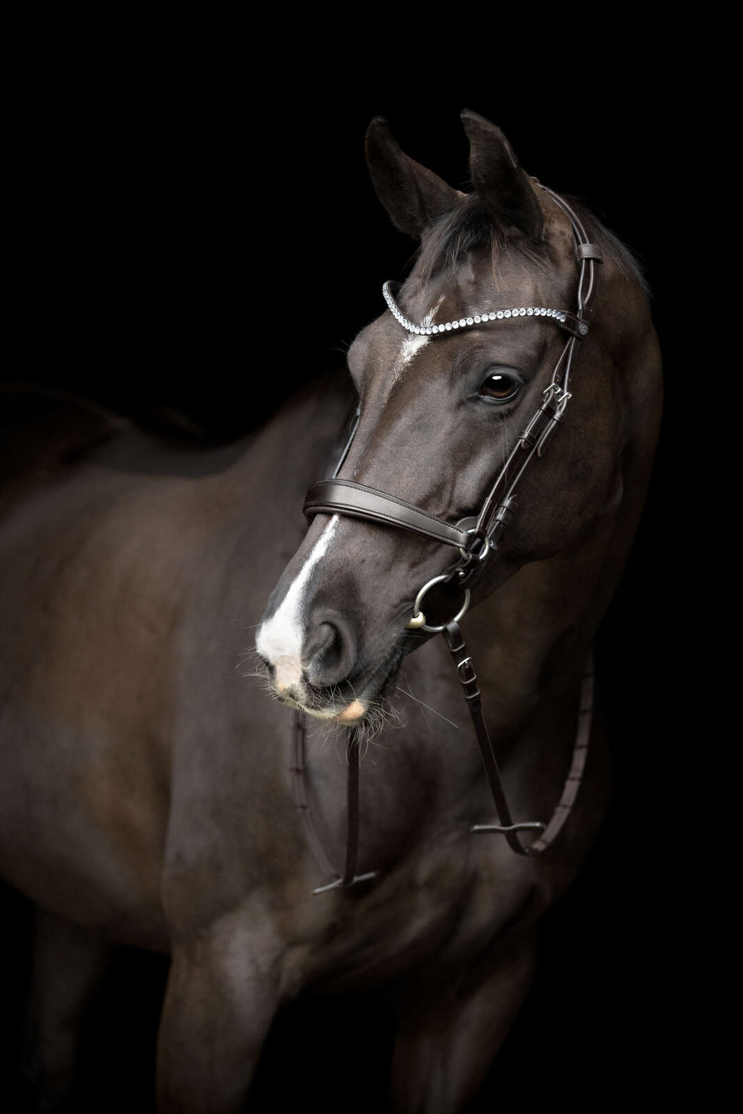 Catago Gentle Reithalfter