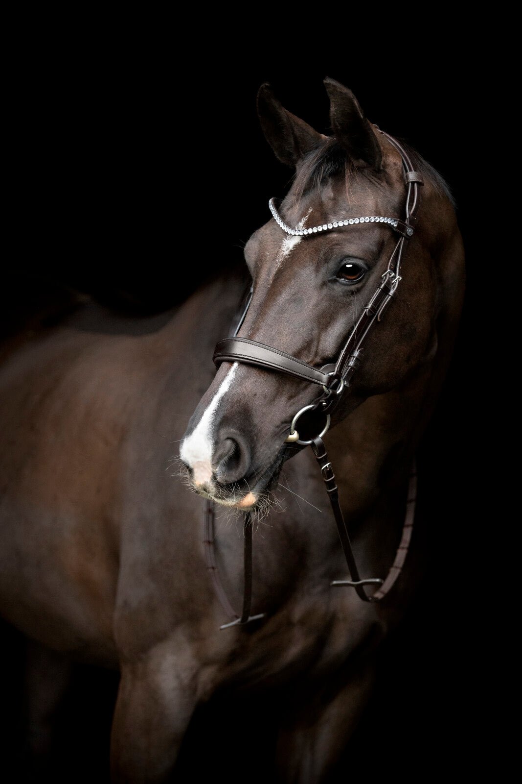 CATAGO Gentle noseband with connection rings - Unamari