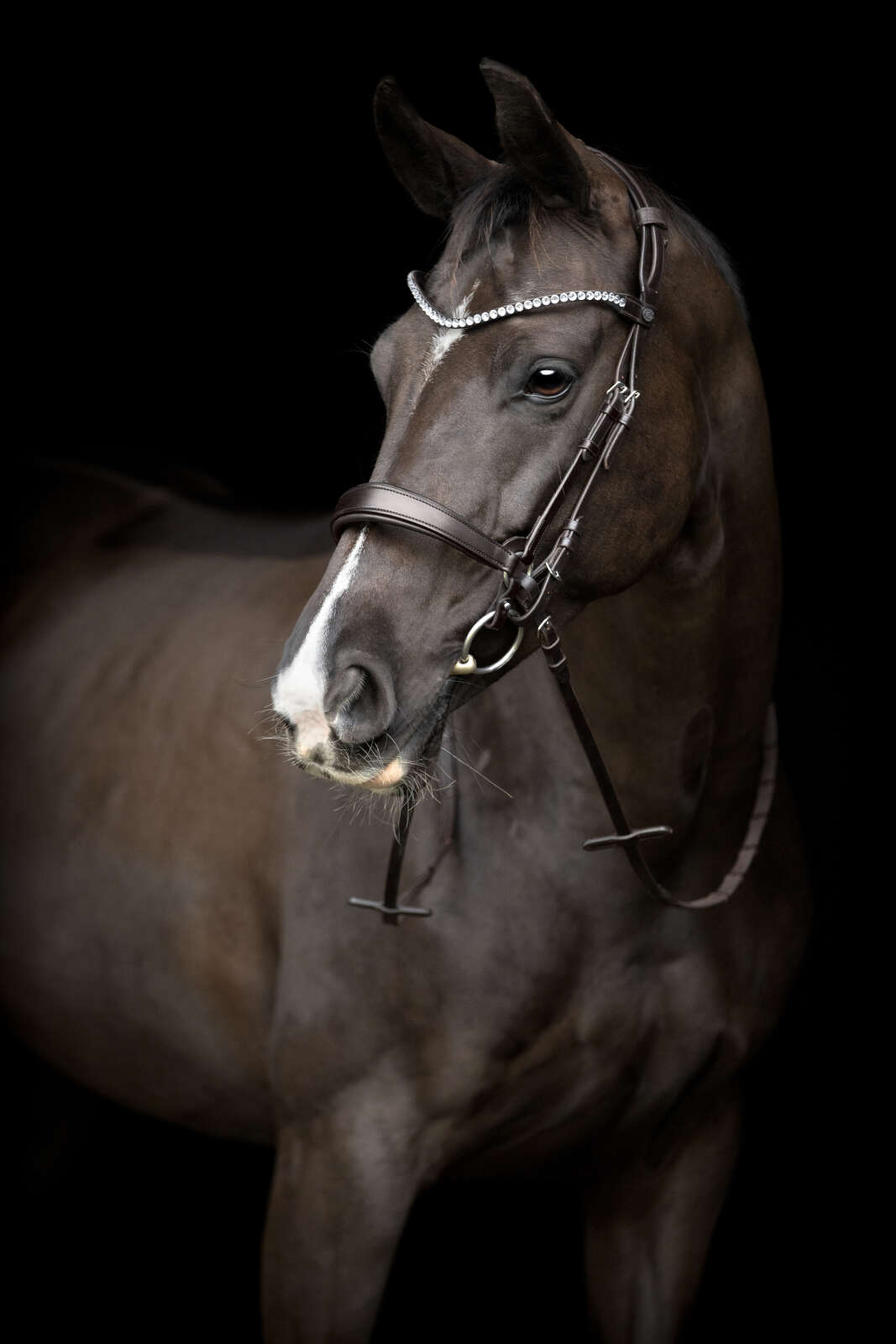 Catago Gentle noseband with connection rings