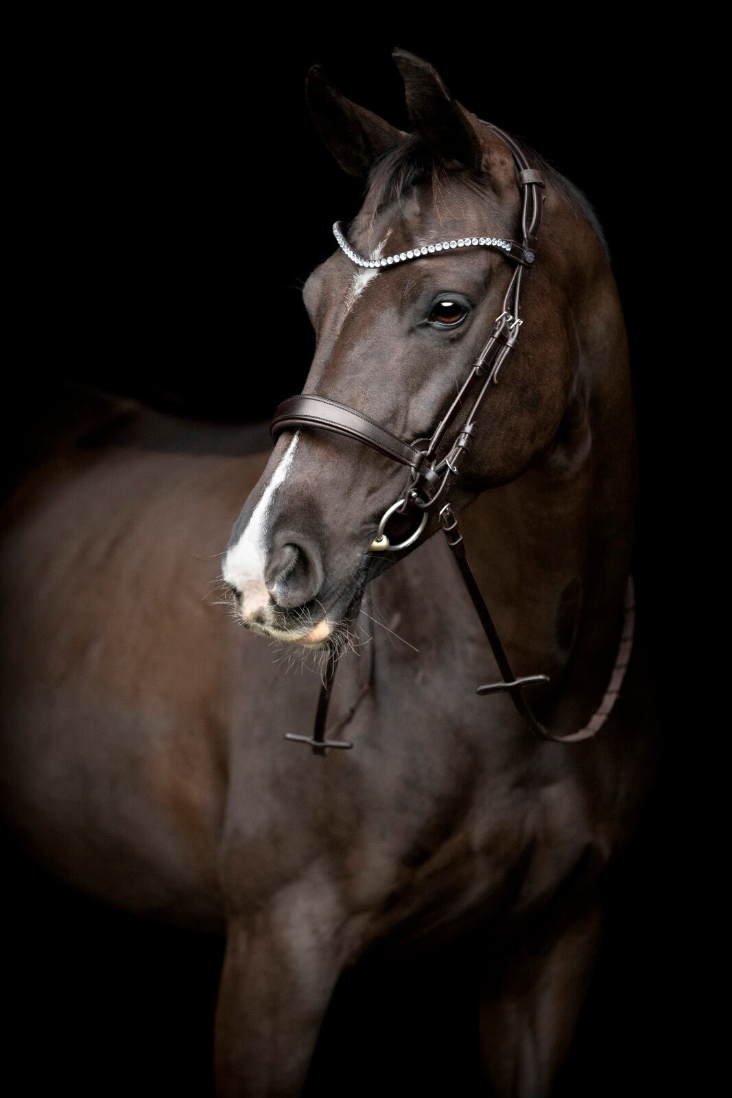 CATAGO Gentle noseband with connection rings - Unamari
