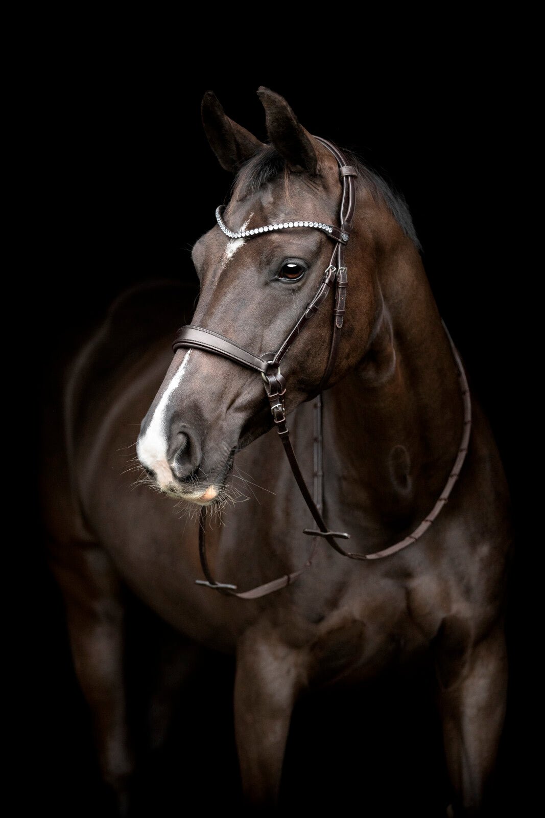 CATAGO Gentle throat latch with buckles - Unamari