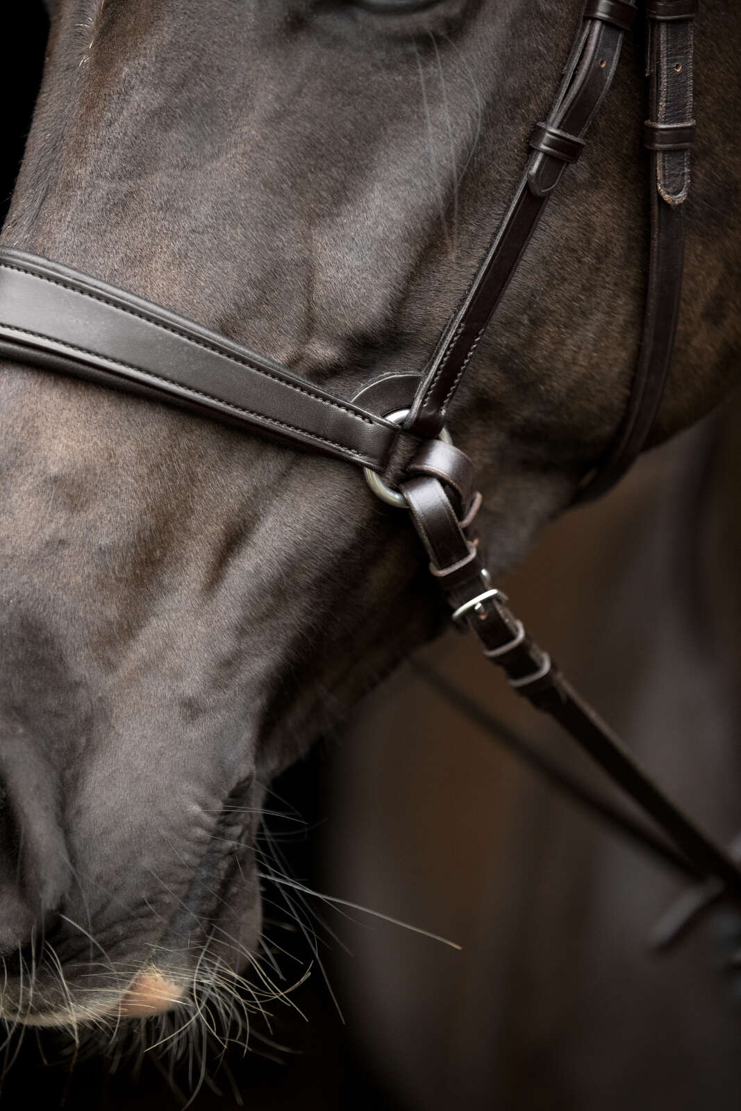 Catago Gentle Reithalfter