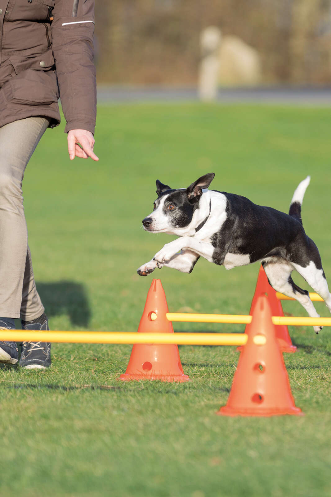 Trixie Obstacle set, 30cm