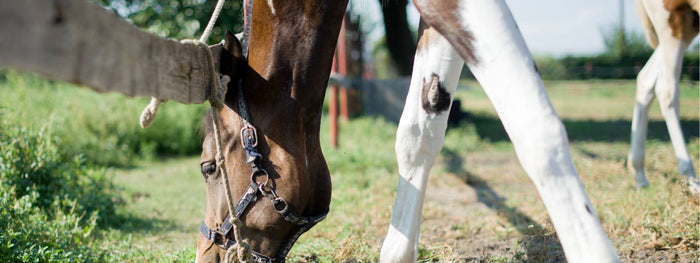 Brown and white horse with chestnut on its leg
