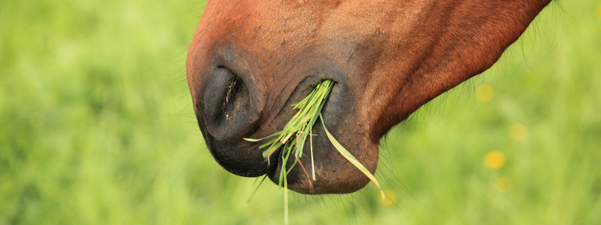 Close up of brown horse eating grass