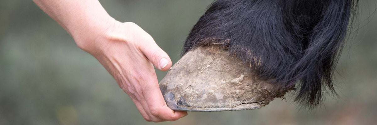 Hand holding a black horse's hoof