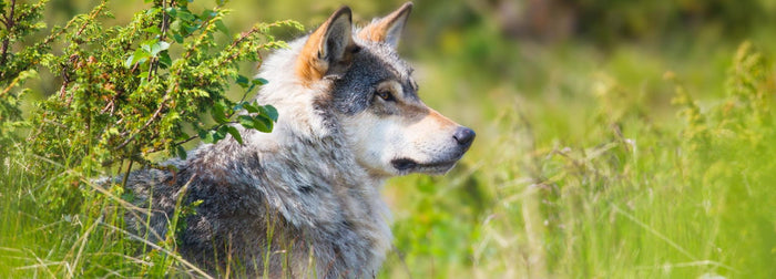 A wolf hiding in the bushes