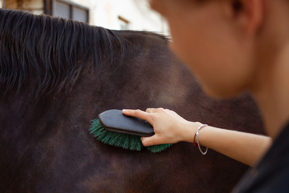 Woman grooming a horse