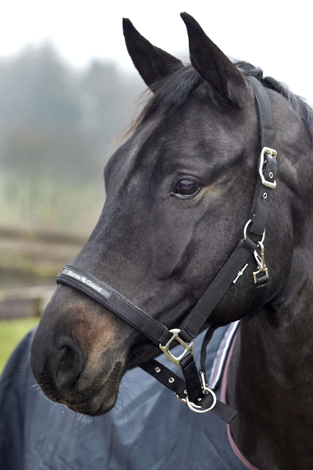 HorseGuard Mesh grimma