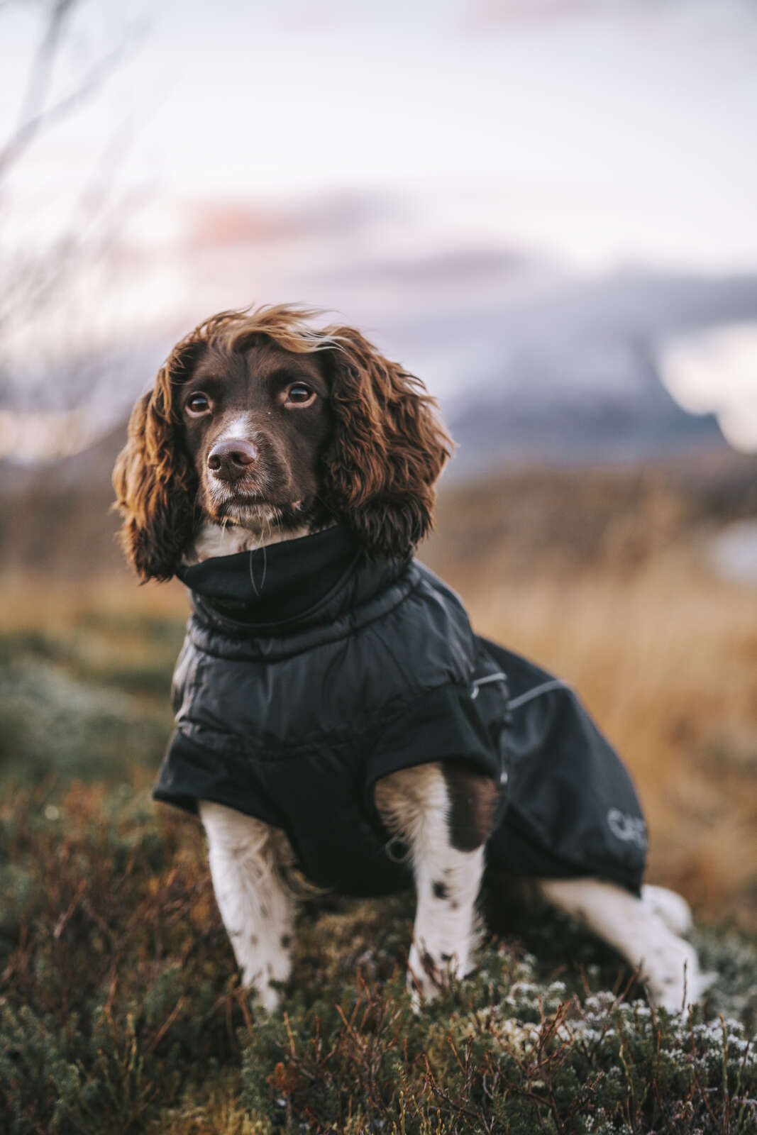 CATAGO FIR-Tech Vinter hundedækken