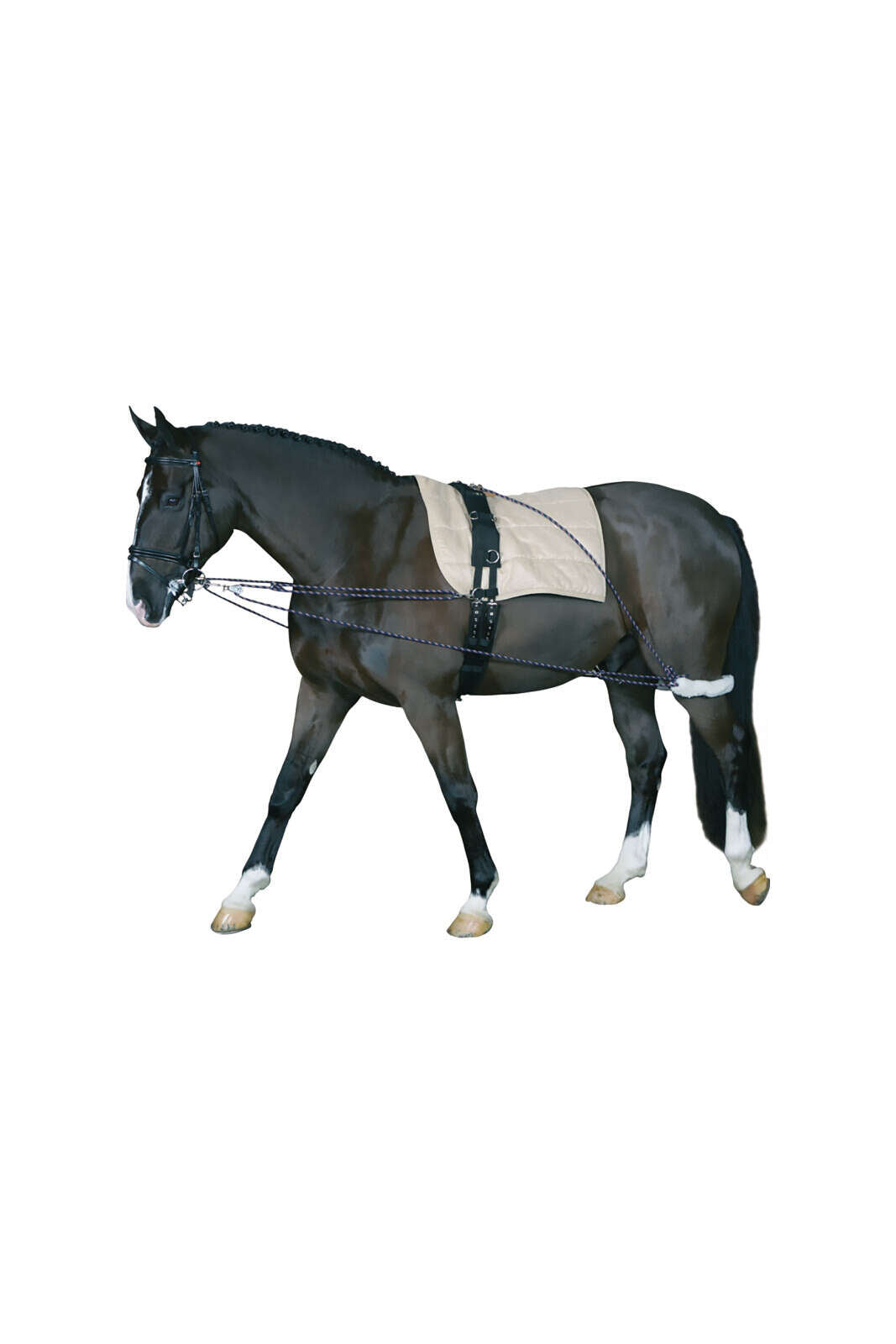 HorseGuard Lungesystem