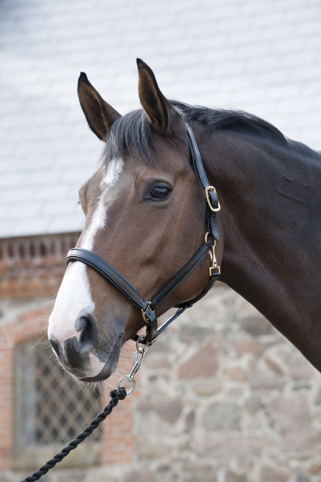 HorseGuard lädergrimma