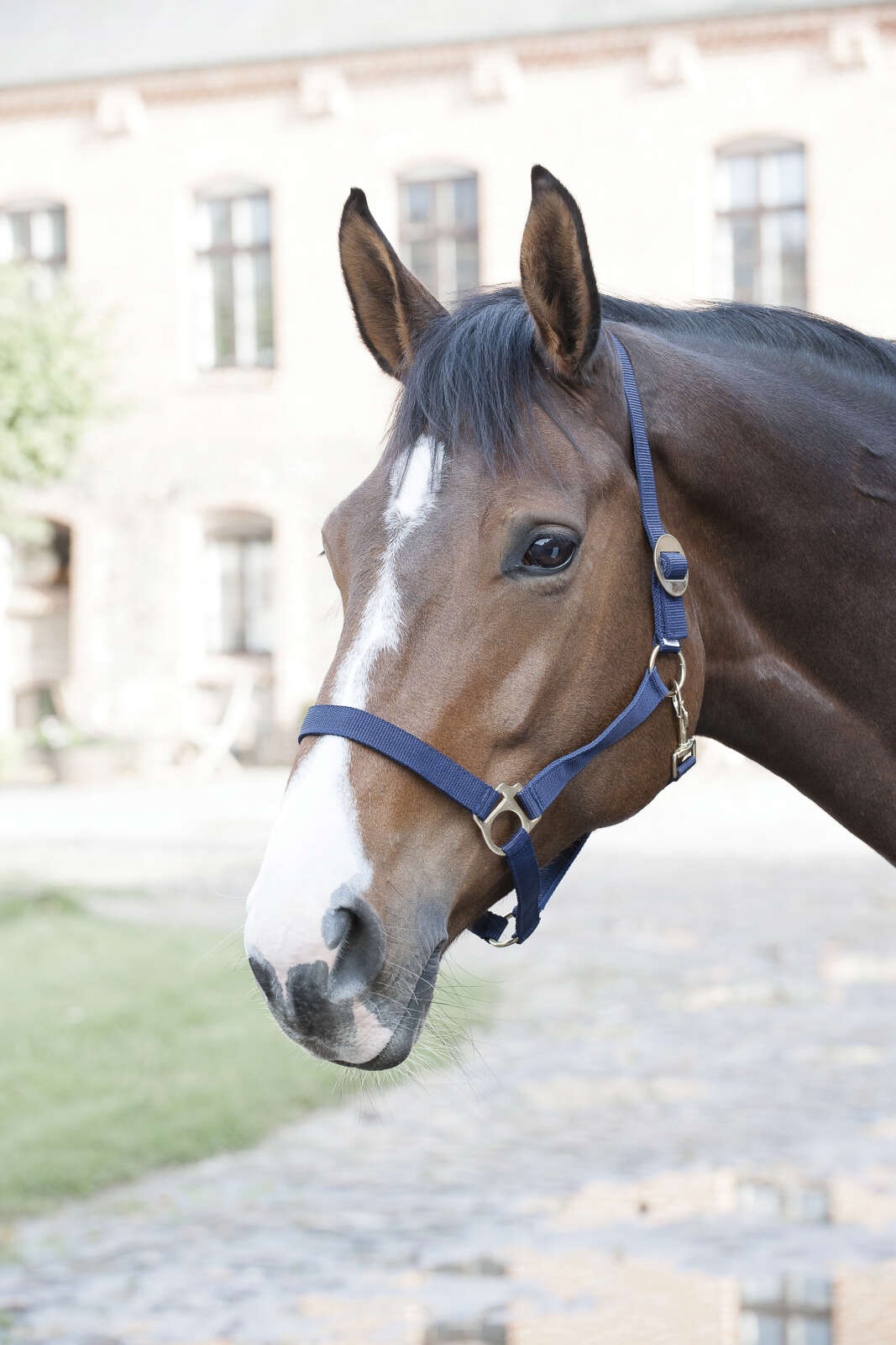HorseGuard Nylon grimma