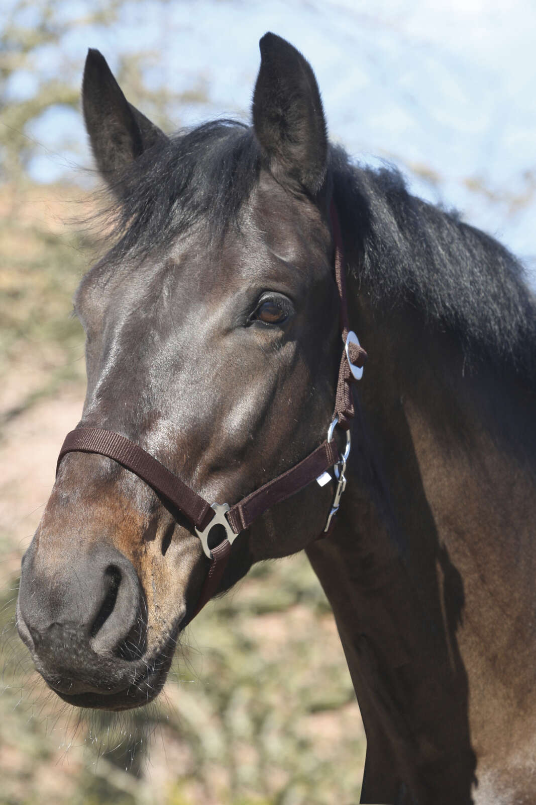 HorseGuard Nylon grimma