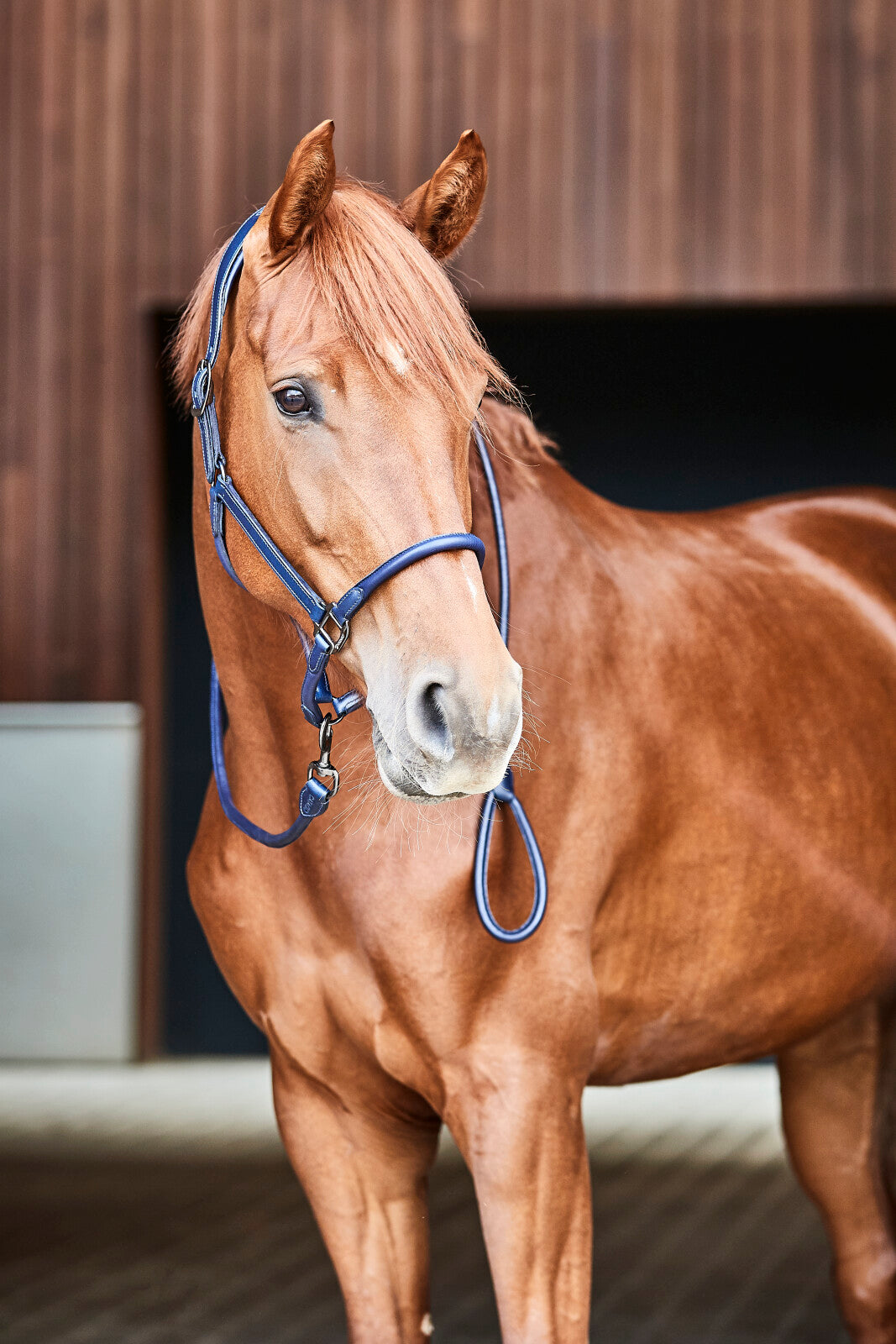CATAGO Leather Halter