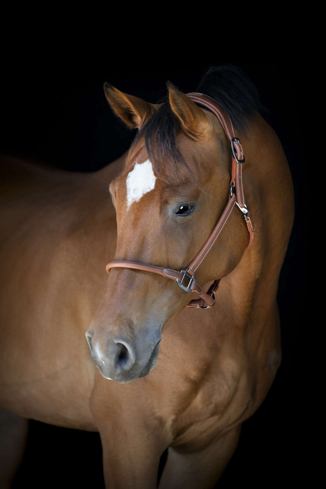 Catago Leather halter