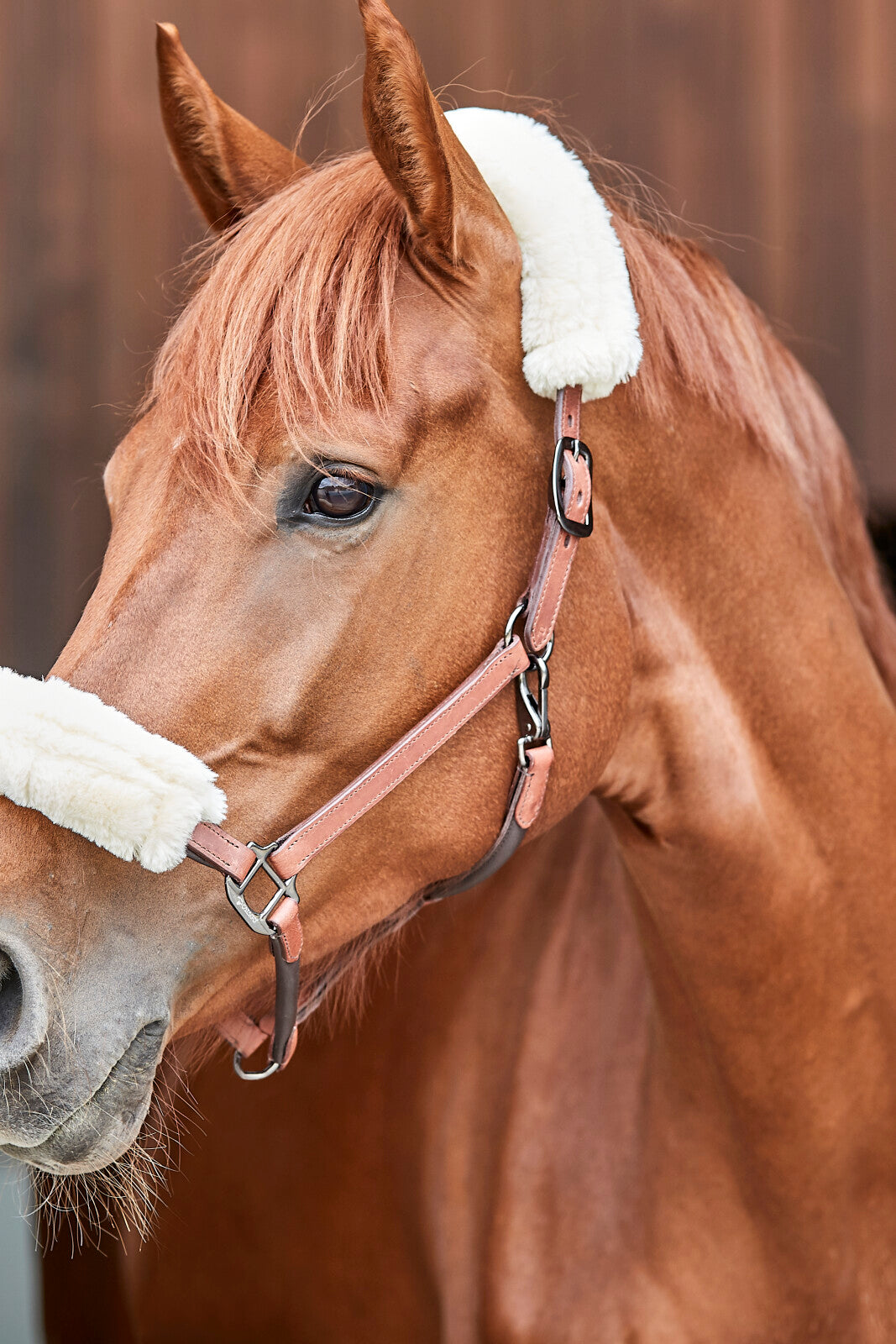 CATAGO leather halter w. faux fur