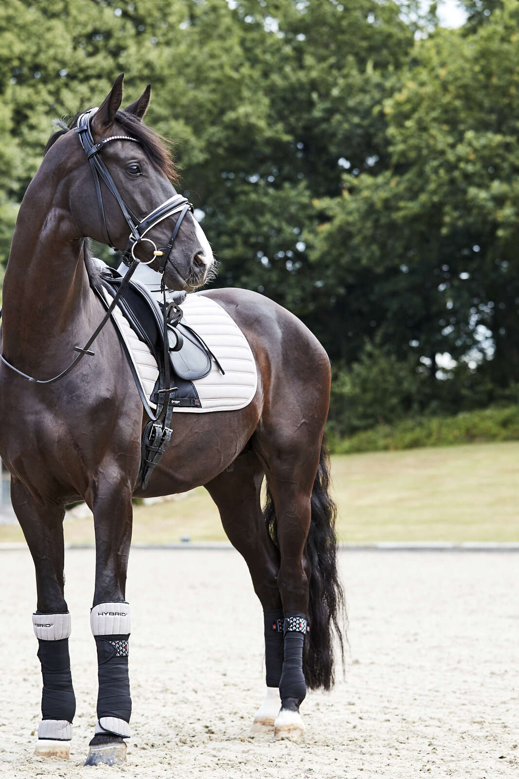 CATAGO Savi Trensenzaum