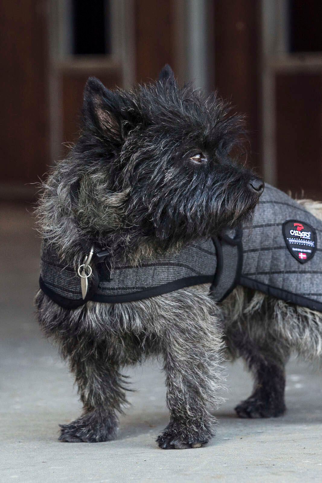 CATAGO Cooler dækken hund